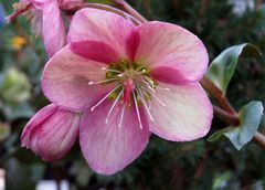 Mein Blümchen zum Wochenanfang