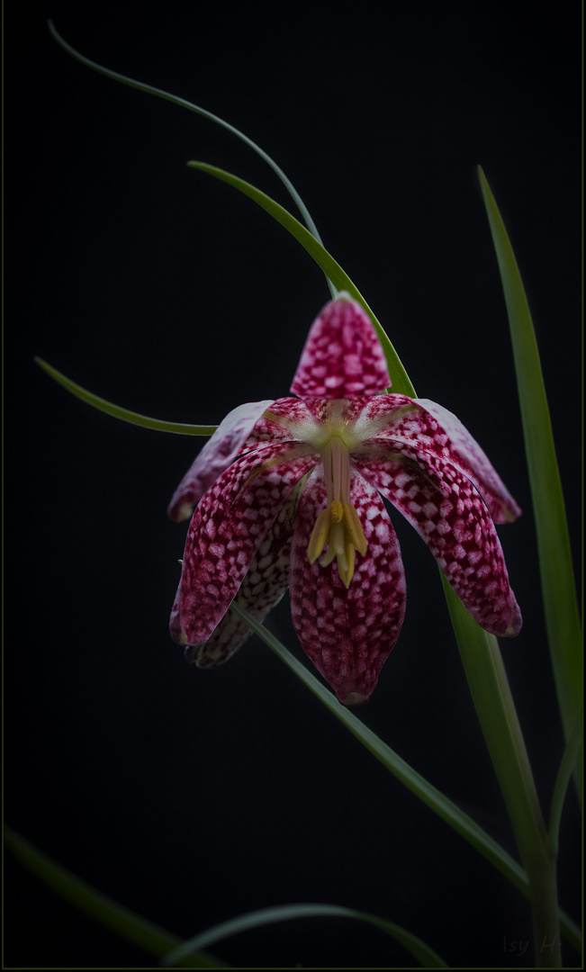 Mein Blümchengruß für diese Woche - Schachbrettblume