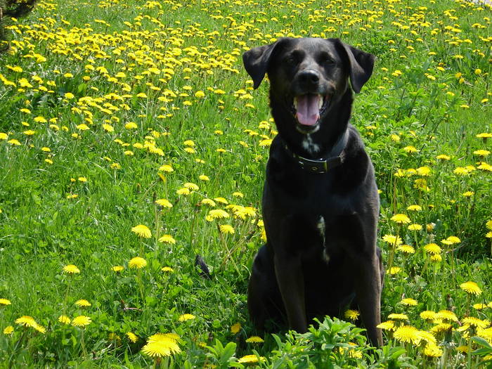 Mein Blumchen unter Blumen