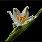 Mein Blumen-Gruß zum Osterfest - ( Stacking Bild ) 