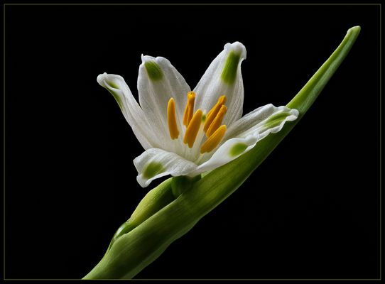 Mein Blumen-Gruß zum Osterfest - ( Stacking Bild ) 