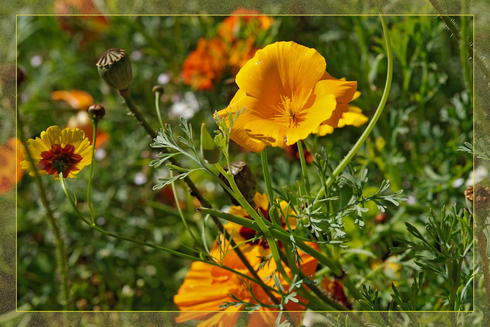 MEIN BLUMENBEET