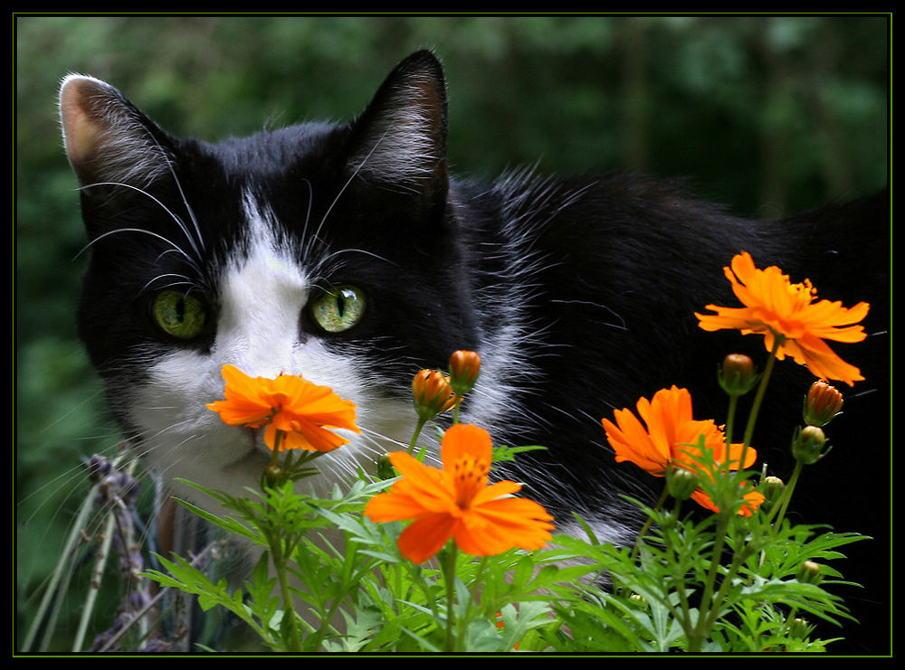 Mein Blumenfreund