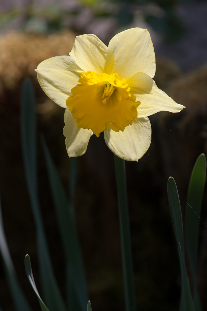 Mein Blumengruß zu Ostern