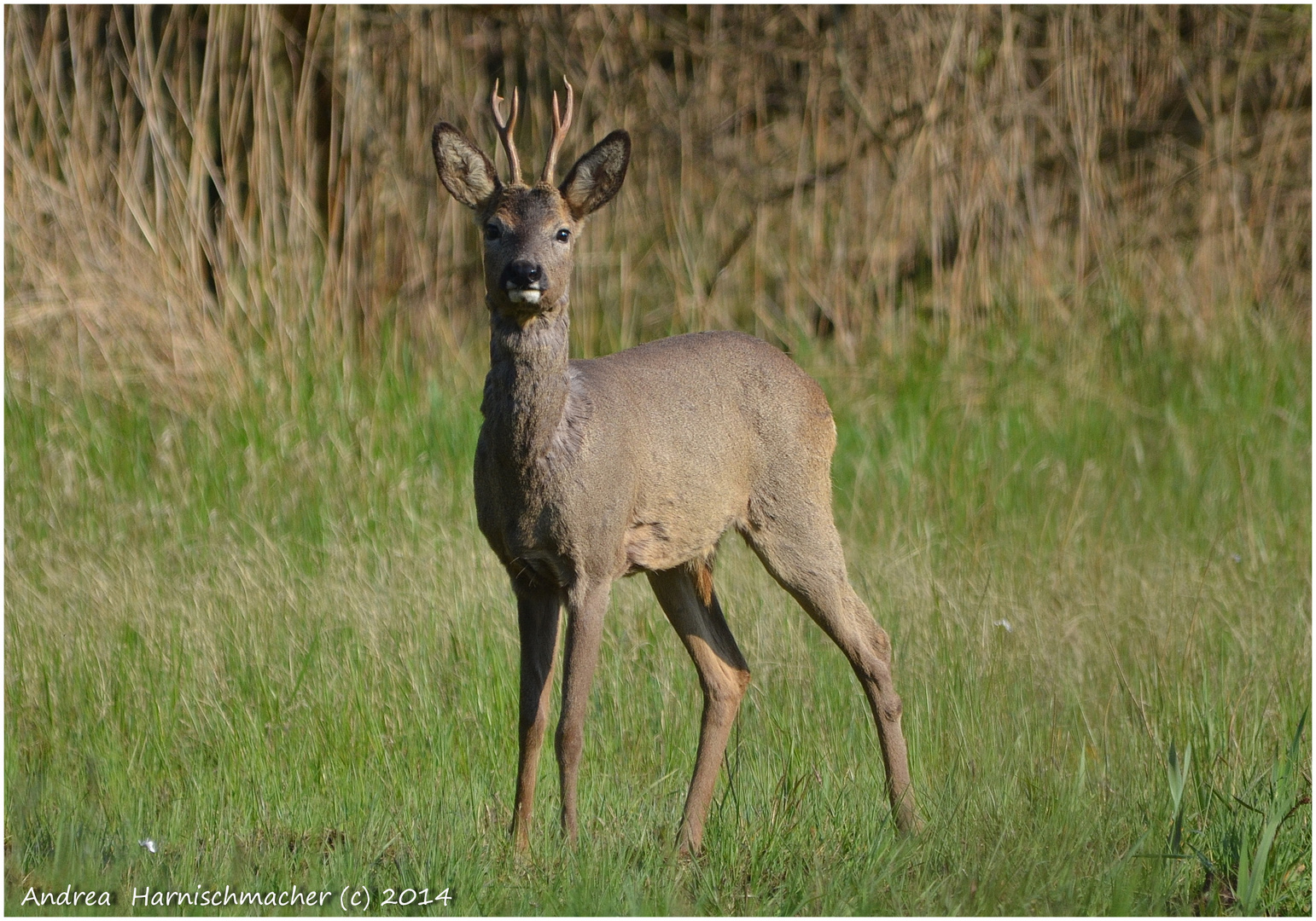 Mein Böckchen im Moor