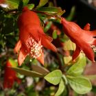 Mein Bonsai-Granatapfel blüht jedes Jahr wieder