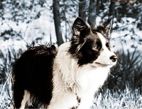 Mein Border-Collie