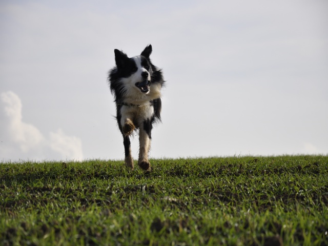 Mein Border Collie Bill