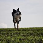 Mein Border Collie Bill