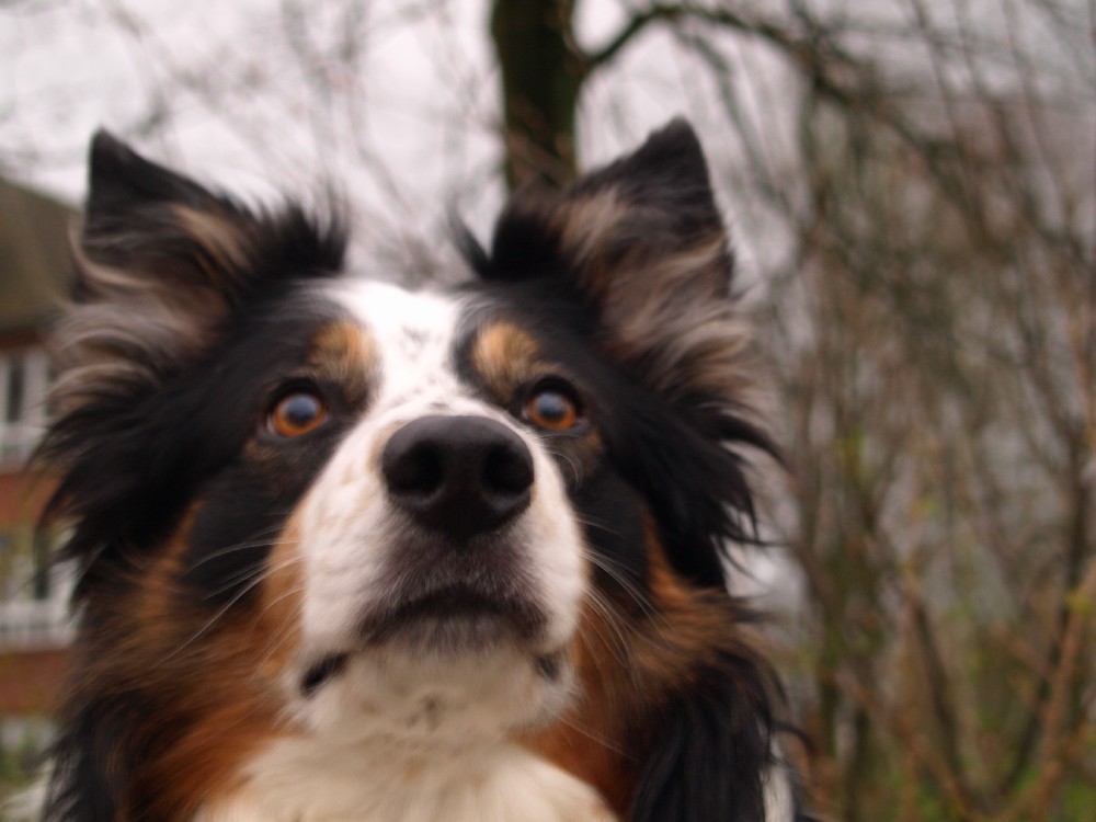 mein border collie Boomer