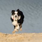 Mein Border Collie Nate