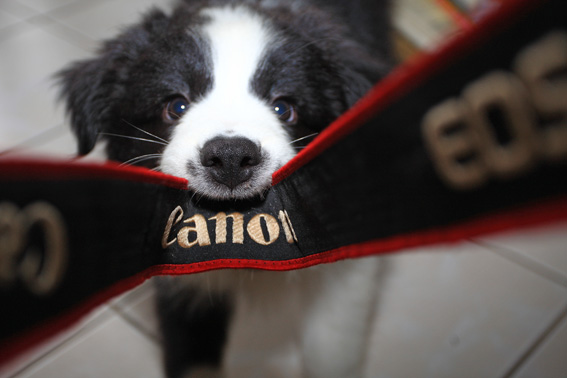 Mein Bordercollie "LARA" im Kampf mit dem Kameragurt