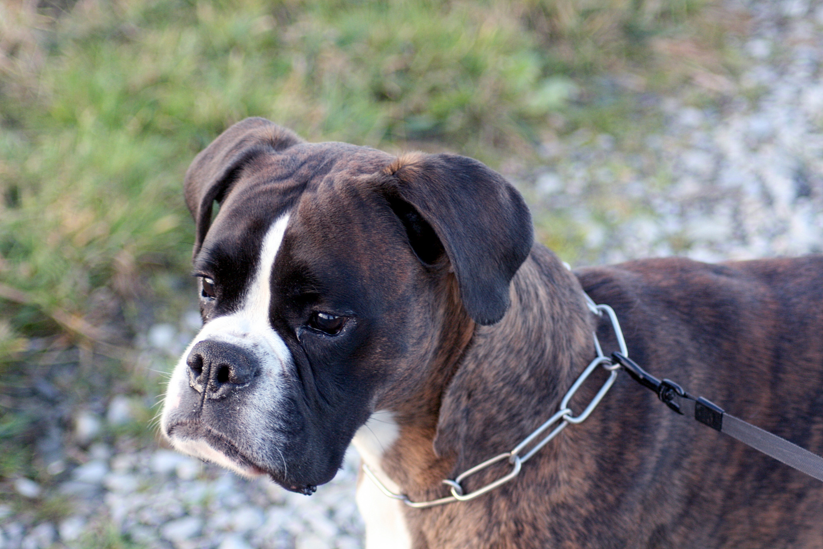 Mein Boxer :-)