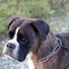 Mein Boxer :-)