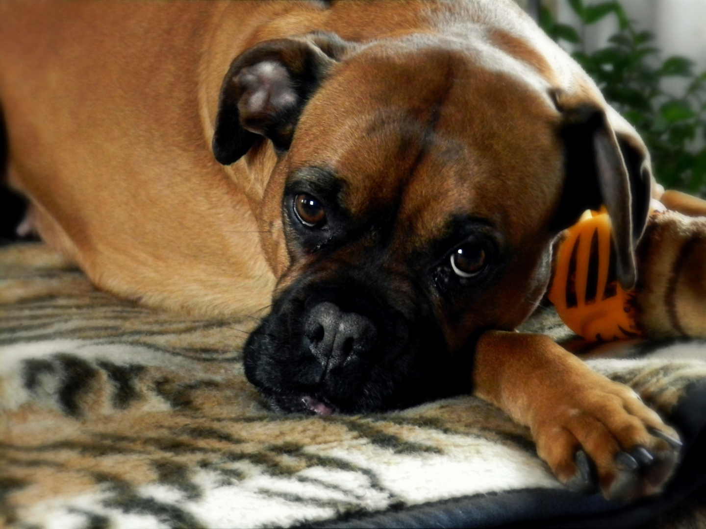 Mein Boxerhund Vicktoria