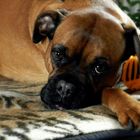 Mein Boxerhund Vicktoria