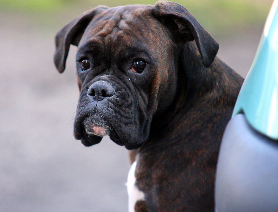 Mein Boxermädel :-)