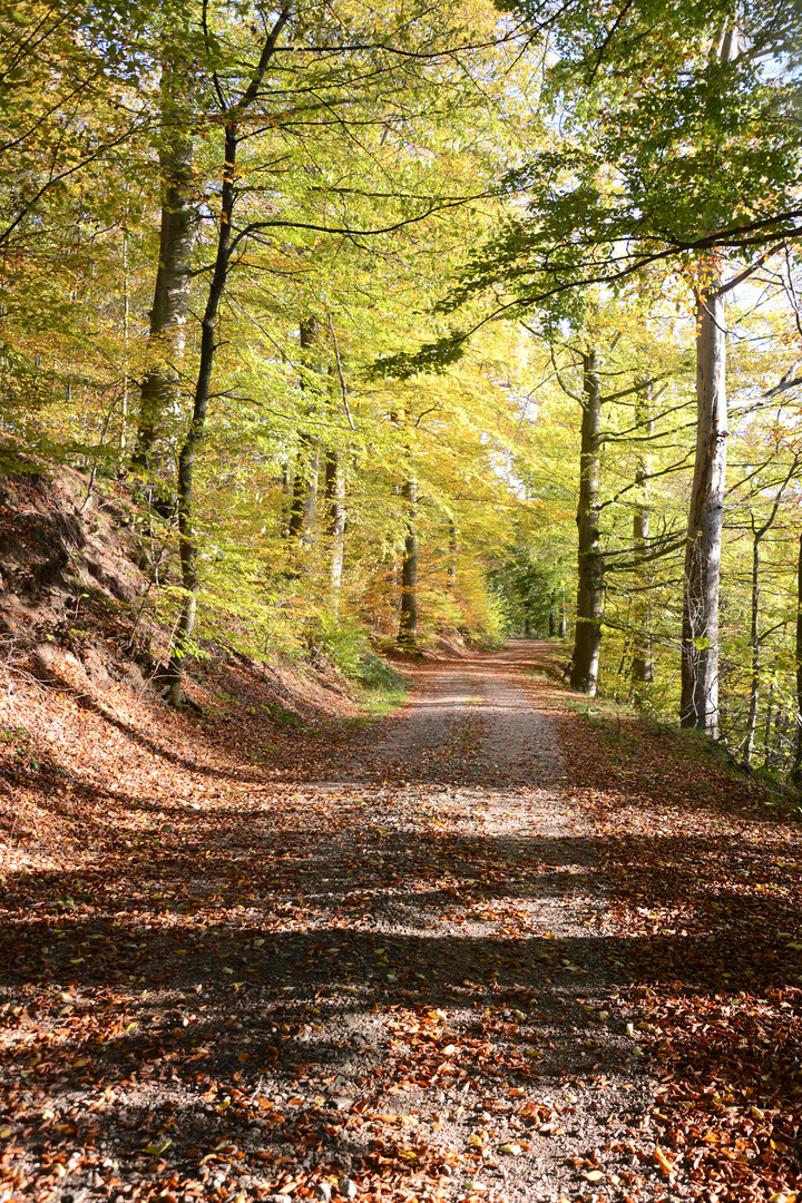 Mein bunter Fahrradweg im Herbst