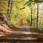 Mein bunter Fahrradweg im Herbst