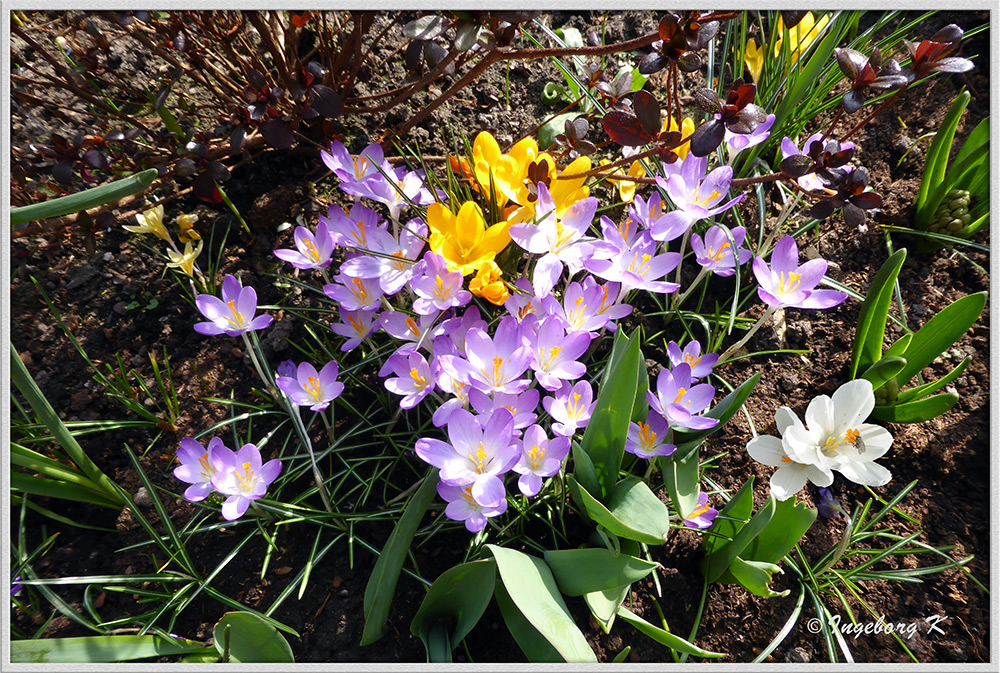 Mein bunter Garten im Frühling