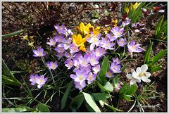 Mein bunter Garten im Frühling