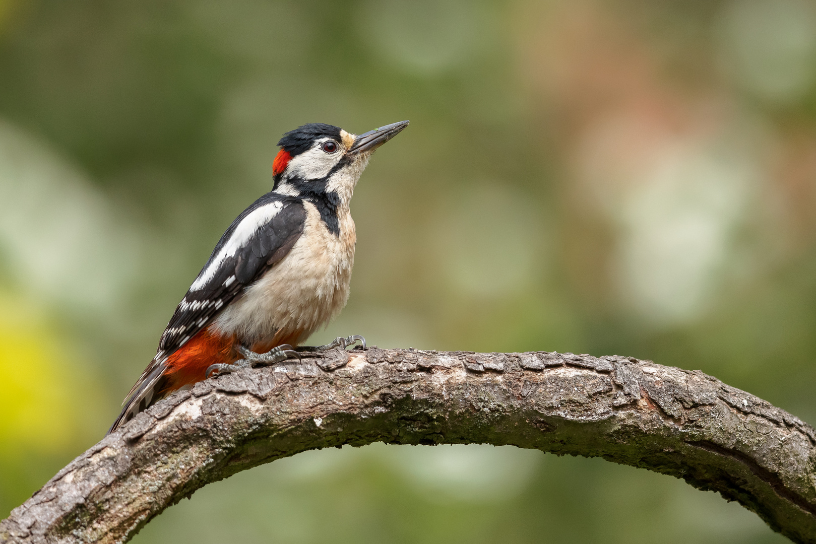 Mein Buntspecht im Garten