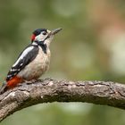 Mein Buntspecht im Garten