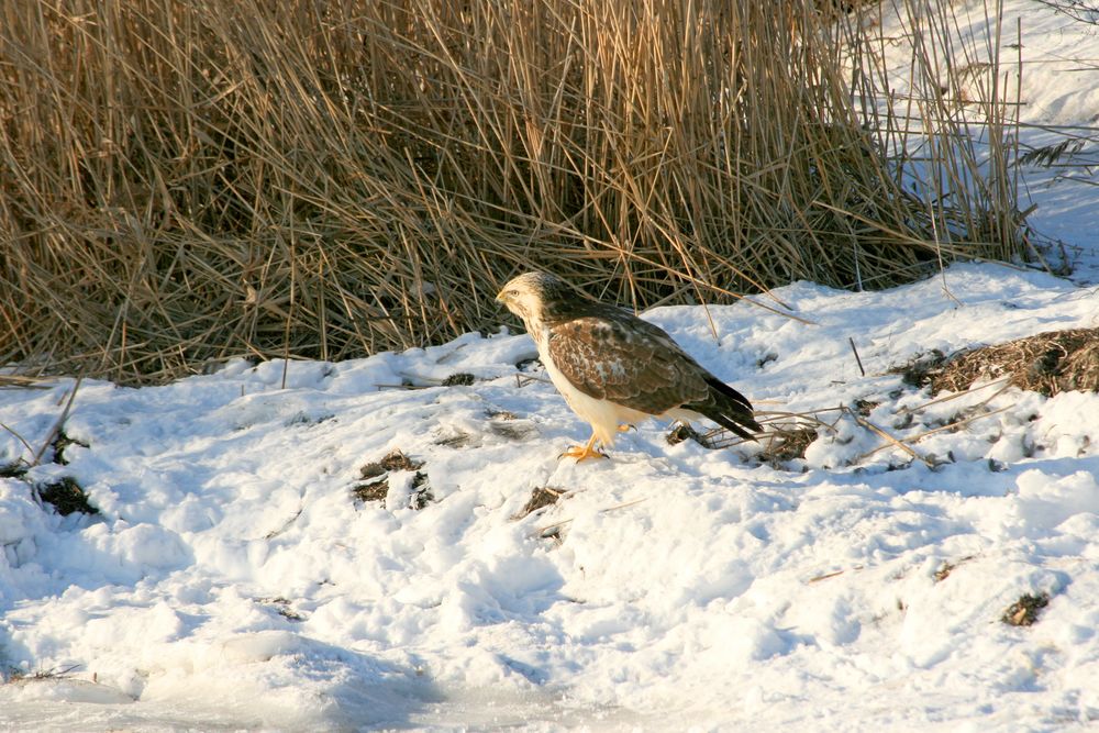 Mein Bussard