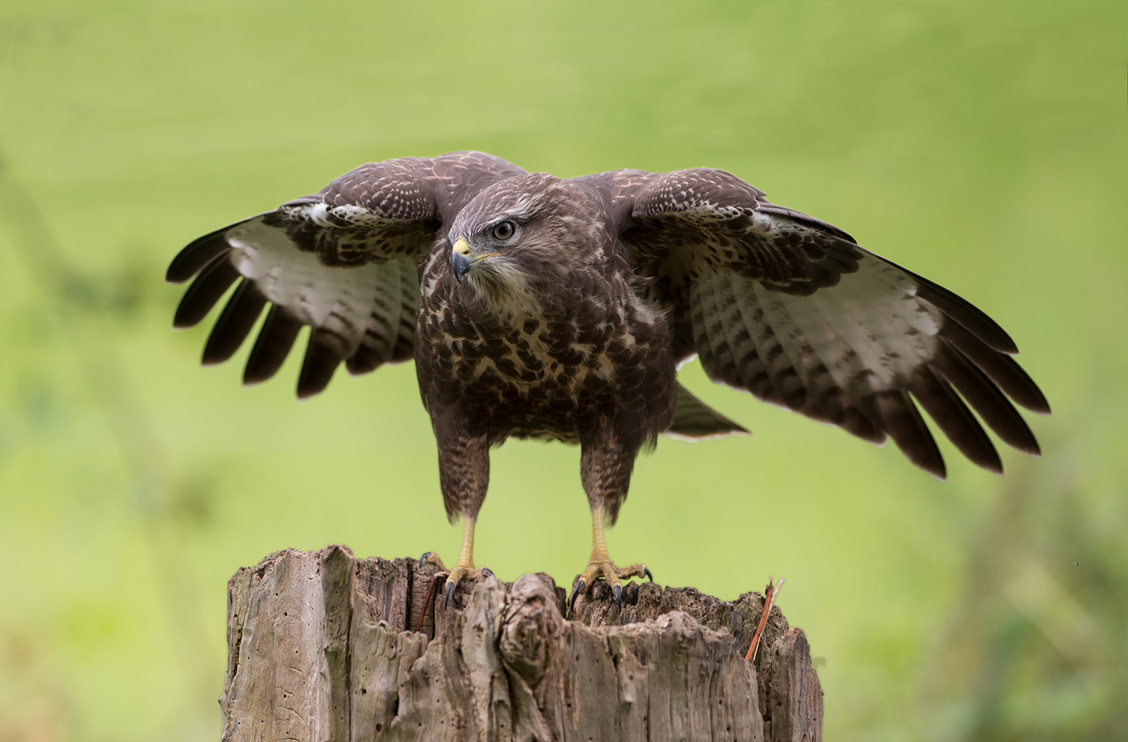 Mein Bussard in schöner Pose !!