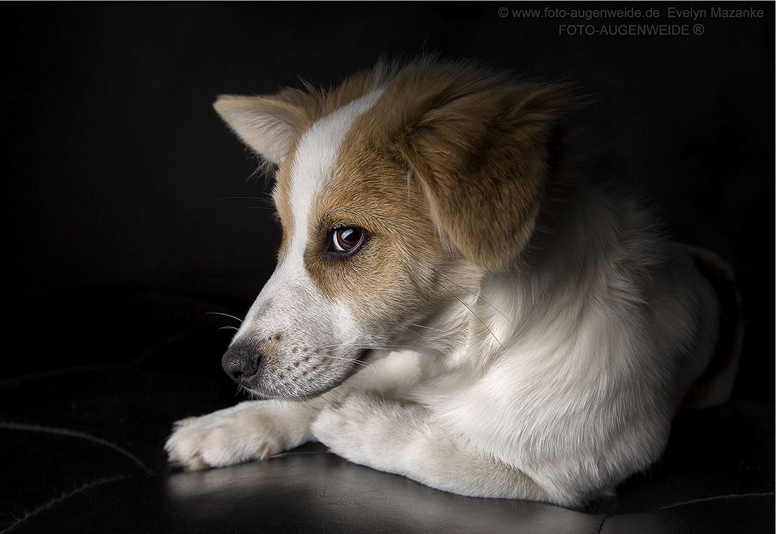 Mein Camino - Hundeportrait im Studio