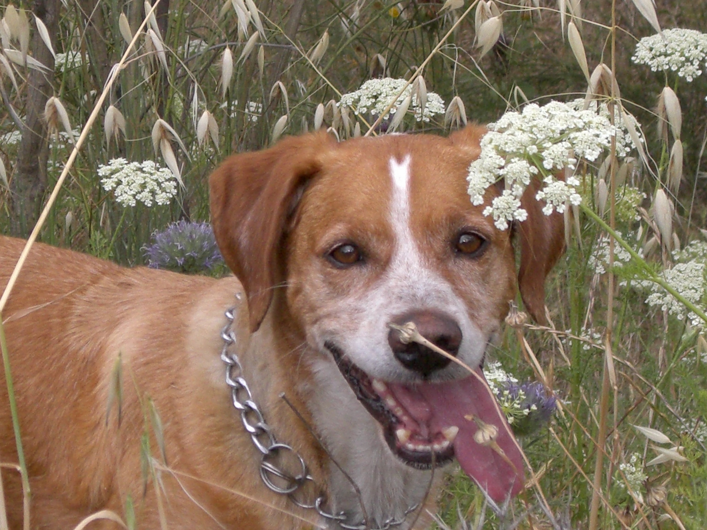 Mein Campo liebt Wildblumenwiese