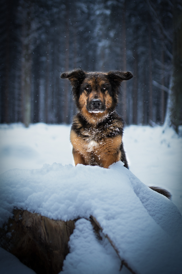 Mein Charlie im Schnee