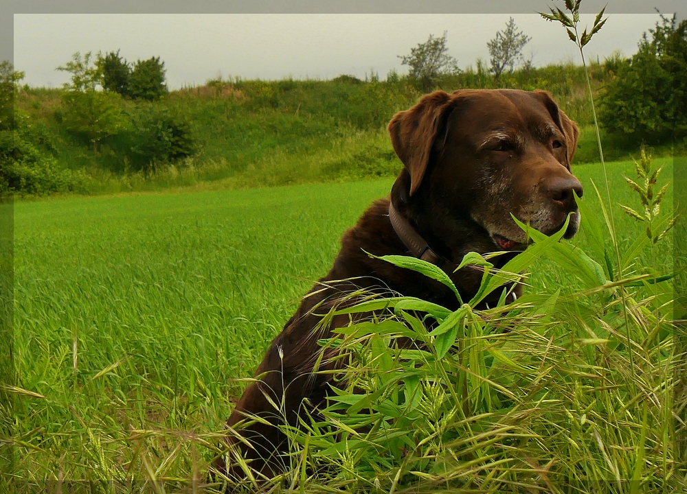 Mein Charly Brown.....