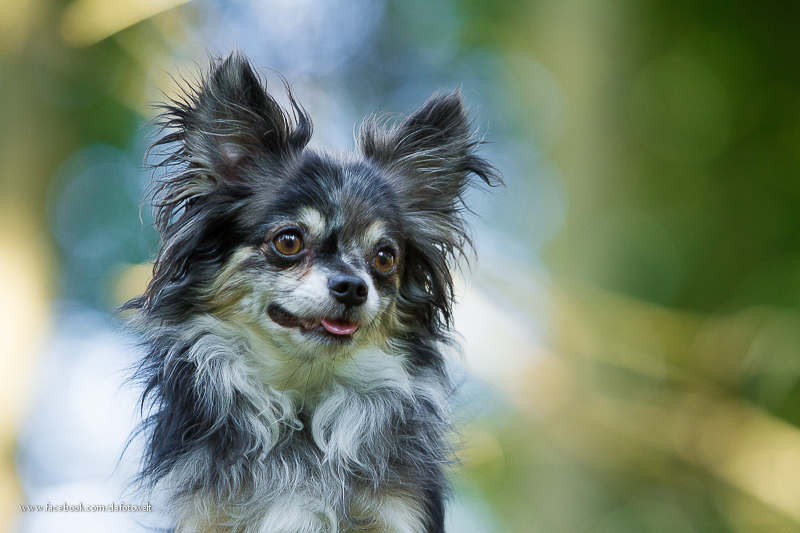 Mein Chibub Monty im Wald..