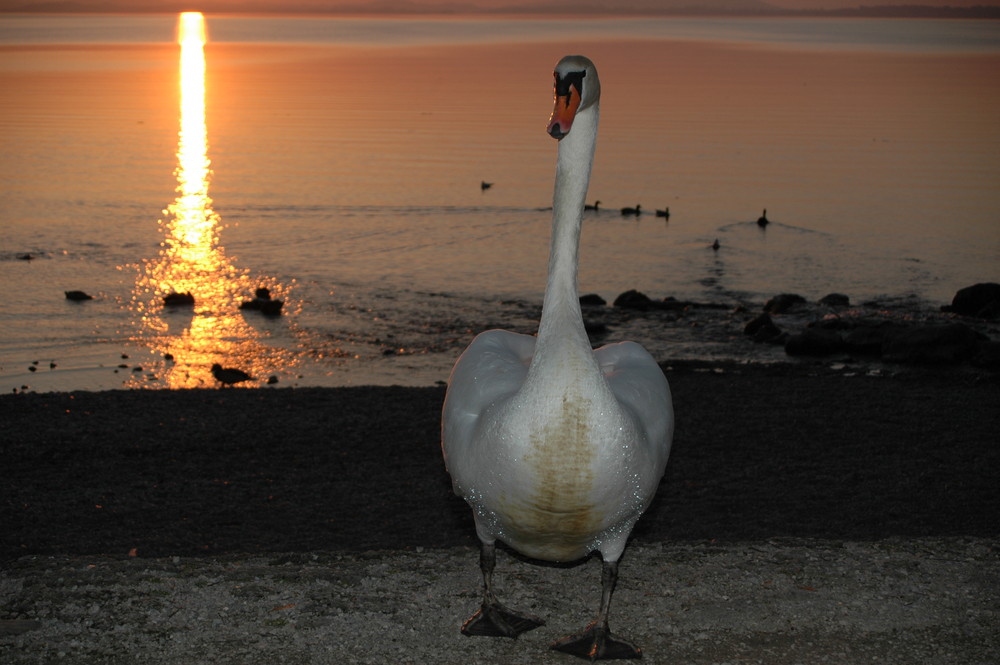 mein chiemseestrand