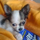 Mein Chihuahua