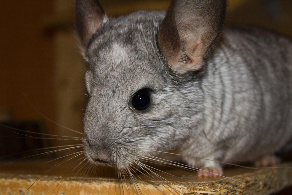 Mein Chinchilla Féanaro