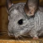 Mein Chinchilla Féanaro