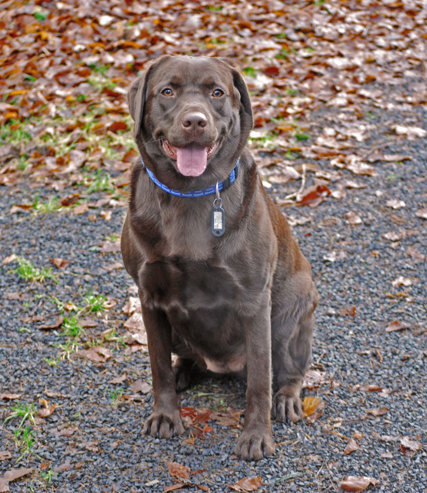 Mein Choco - Labrador Lucky