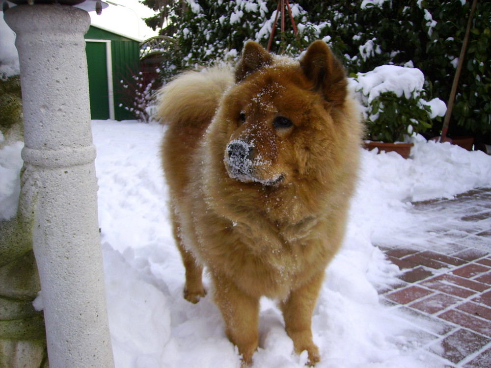 Mein Chow Chow