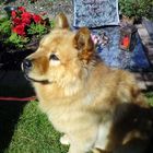 mein Chow Chow