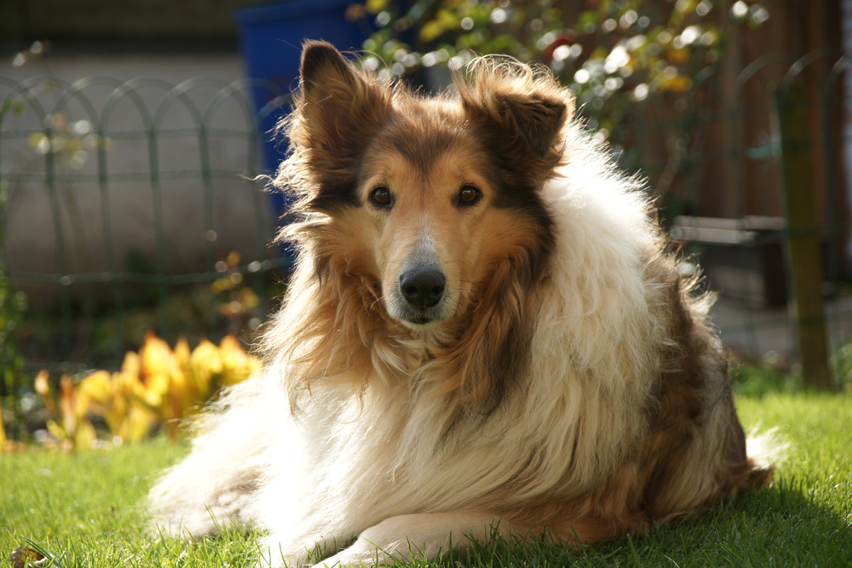 Mein Collie Foto & Bild tiere, haustiere, hunde Bilder auf