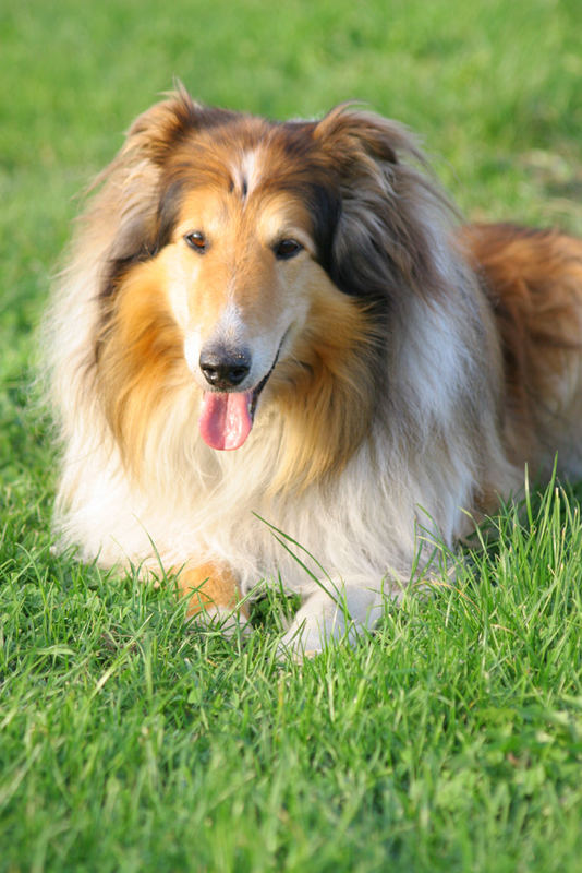 Mein Collie Charly