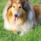 Mein Collie Charly