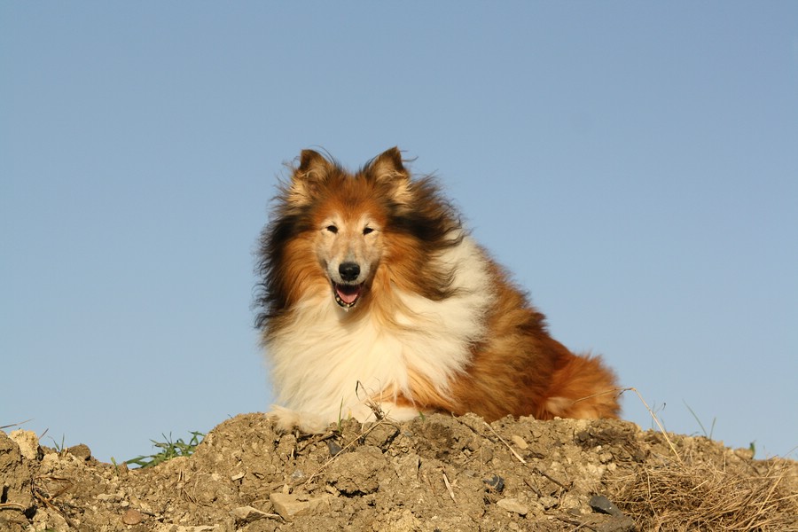 Mein Collie Rüde Herkules