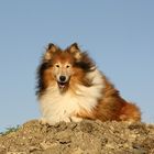 Mein Collie Rüde Herkules