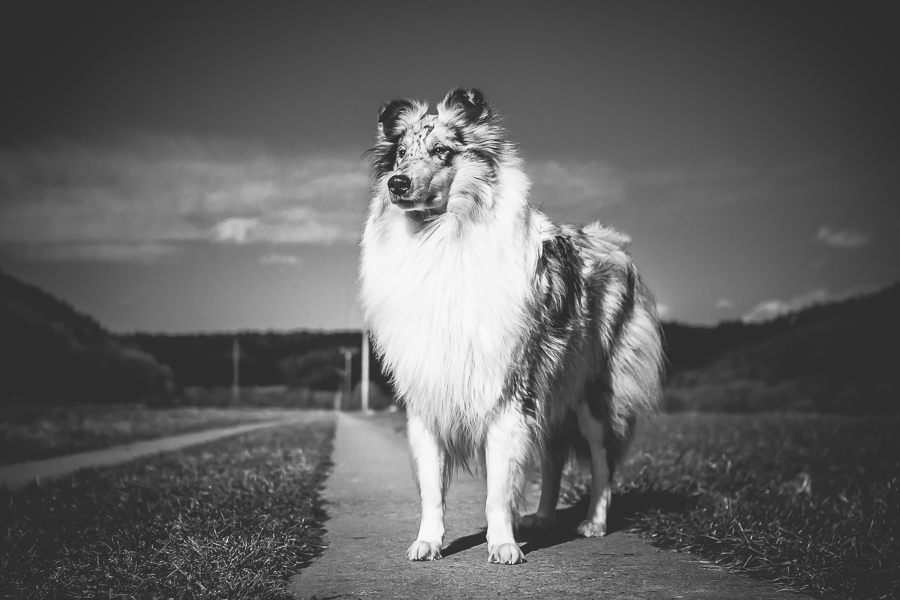 Mein Collie Traum 