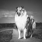 Mein Collie Traum 