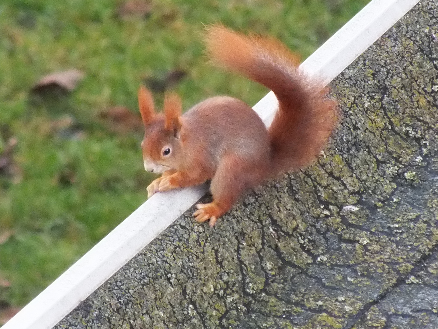 Mein Corona-Eichhörnchen Snap 2020 :-)