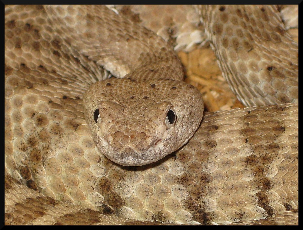 Mein Crotalus stephensi (Panamint Klapperschlange) Weibchen